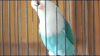 Suara burung Lovebird ini ampuh bikin labet apapun ikut bunyi,pancingan lovebird ngekek