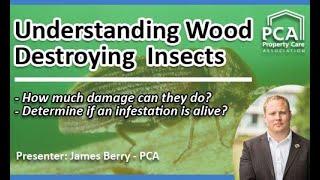 Understanding Wood Destroying Insects