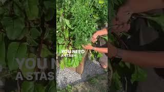 If you haven’t started a kitchen garden yet…what are you waiting for???#garden #plants #health