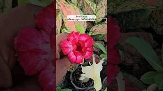 Adenium plant online sell | very low price | desert Rose collection