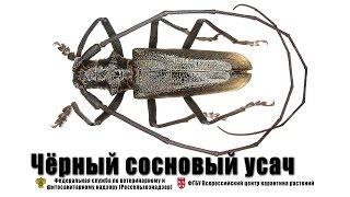 Черный сосновый усач