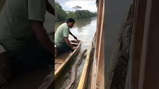 Face to face with a giant python—this is real-life survival mode!