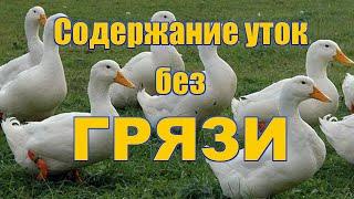 Выращивание уток в закрытых вольерах. КАК ИЗБАВИТЬСЯ ОТ ГРЯЗИ ПРИ СОДЕРЖАНИИ УТЯТ.Утки, муларды.