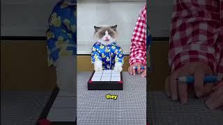 This Cat Is Super Smart 