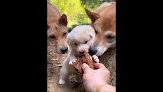 White Demon Hard Twin Saints Chinese Pastoral Dogs Small Puppy Yellow Sand Great Sage Dog