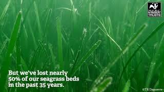 The Wildlife Trusts: Natural solutions to climate crisis