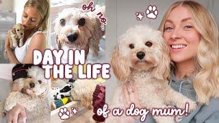 DAY IN THE LIFE of a cavapoo & her dog mum 