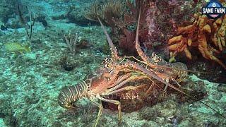 You Won't Believe How Japanese Prepare Giant Rainbow Lobsters