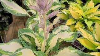 Hosta 'Hans' // Striking Hosta with Stunning Creamy White, Blue/Green & Light Green Streaked Leaves