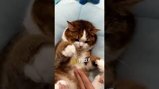 Stop Forcing Your Cat to Cuddle!