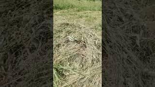 первое наше сено