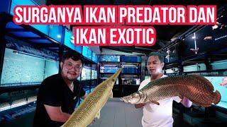 KENA MENTAL‼️UPDATE HARGA DI SHOWROOM IKAN PREDATOR TERLENGKAP - SURGANYA PEMGHOBI IKAN PREDATOR NIH