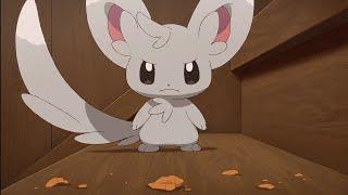 minccino being mad!