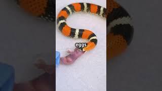 Rattlesnakes Are More Interesting Than You Think #shorts