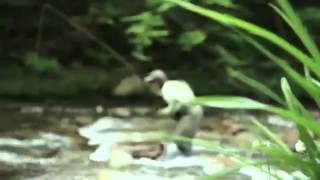 Orvis Guide to Fly Fishing
