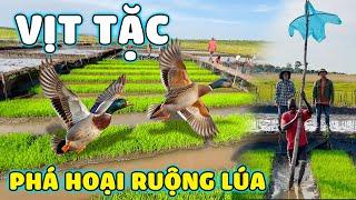 Thế Nhân || Hiện Trường Của Đàn Vịt Tặc Phá Hoại Ruộng Mạ Giống Ở Nông Trại Lúa Nước Việt Bản Caiti