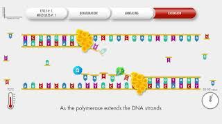 Animated PCR Real Time (qPCR) procedure