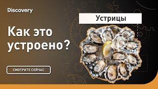 Устрицы | Как это устроено? | Discovery