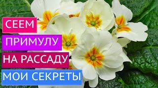 СЕЕМ ПРИМУЛУ В ЯНВАРЕ! ТОНКОСТИ И СЕКРЕТЫ О КОТОРЫХ ВЫ НЕ ЗНАЛИ!