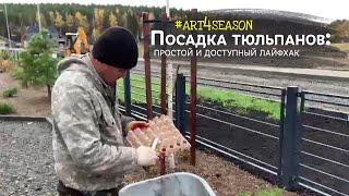 Букетная посадка тюльпанов