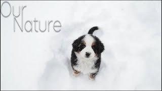 Puppies Playing In Snow For The First Time Compilation 2017