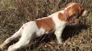 Epagneul Breton - A Hunting Dog Part. #1 The Beginnings