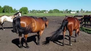 Snapping turtle gets horses