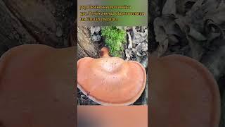 Шикарная печёночница (Fistulina hepatica) #грибалка #mushroom #грибочки #грибоманія #грибы #ліс
