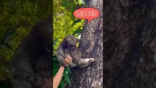 She found her baby  thanks.#shorts #animals