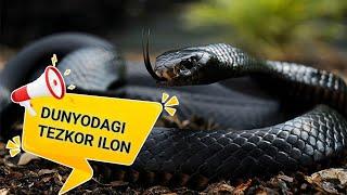 Qora Mamba / Qiziqarli malumot / Ilonlar / #ilonlar