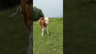 #viralvideo #animals #farmanimalct #animallife #viațalațară #cow #humor #nature #viralshorts #farm