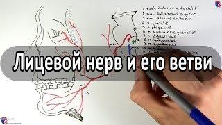 Лицевой нерв (7 пара ЧМН) и его ветви - meduniver.com