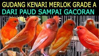 KIOS GUDANGNYA KENARI MERLOK DARI PAUD SAMPAI GACORAN DI PASAR BURUNG PRAMUKA HARI INI