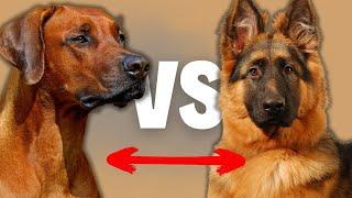 German Shepherd VS Rhodesian Ridgeback - Compare and Contrast