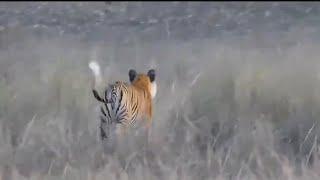 Tigress chasing Deers