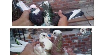 Pure Punjabi Malwai pigeons have already come to Delhi for sale, you can come tomorrow 12: bje844...