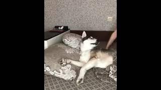 husky dog react to a kiss