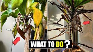 Dracaena leaves turning brown and falling off