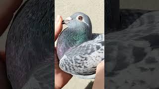 Top Marathon Pigeons!