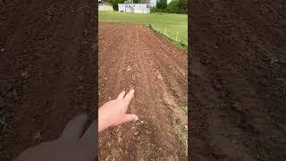 Garden update tomatoes cucumbers squash peppers corn #farmall #ih #garden #gardeningtips #gardening