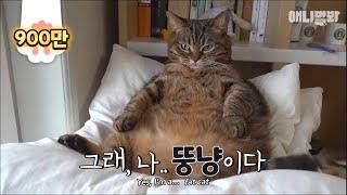 뭐가 그렇게 맛있었냐ㅣHave you seen such a fat yet happy cat before? (The real Garfield)