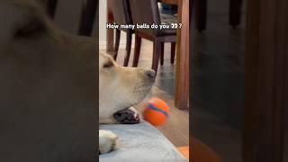 How many balls do you ? #goldenretriever #funny #funnyanimal #dog #viralvideo #shorts