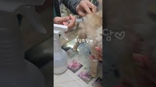 ##뽀뽀요정#꼬루일상#꼬미 홍역주사 추가#아플텐데 잘맞아주서 고마워