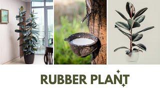 Rubber Plant .Cutting.care.repoting.#houseplant #garden #indoorplants #home #houseofplants