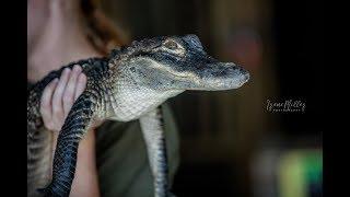 Wild Florida Airboats & Gator Park Exciting Adventure