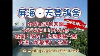 「恆盟賽鴿網」正在直播！2024年南海冬季第四關現場直播等鴿#賽鴿 #pigenos #恆盟賽鴿網 #線上等鴿#冬季比賽#第四關#Taiwan#taiwanpigeonsearace#熱門#直播