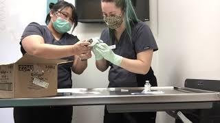 Turtle Injection Demonstration - Winrose Animal Hospital