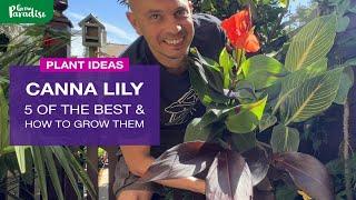 How  to grow Canna Lilies & 5 colourful types