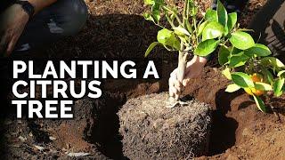 How to Plant Citrus Trees From Start to Finish (COMPLETE GUIDE) 