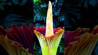 You Should Never Smell This Flower 